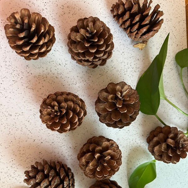 Pinecones - bag of 10